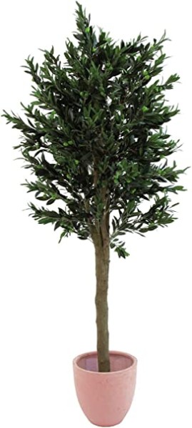 Olivenbaum mit dickem Stamm, 250cm