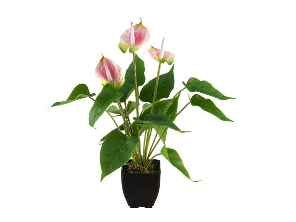 EUROPALMS Anthurie, Kunstpflanze, wei&szlig; pink // EUROPALMS Anthurium, artificia…