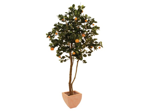 Mandarinenbaum 12KL + 8GR. Früchte 120cm