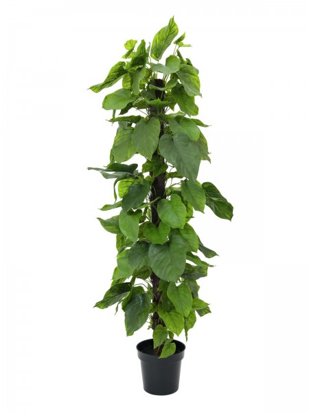 EUROPALMS Pothos, Kunstpflanze, 180cm // EUROPALMS Pothos plant, artificial, …