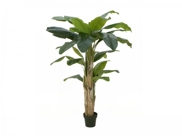 EUROPALMS Bananenbaum, Kunstpflanze, 170cm // EUROPALMS Banana tree, artifici…